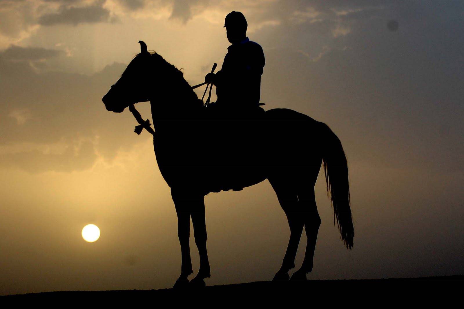 Marwari horse (indigenous horses of india): June 2010